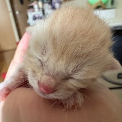 生後1週間以内の子猫を保護しました