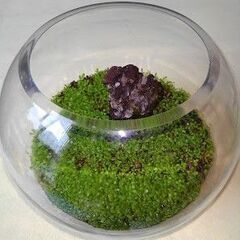 珍しい竜岩石を入れたボトルにハイグロフィラの緑の絨毯が綺麗ですよ
