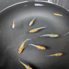 メダカ　ユリシス　５匹の画像