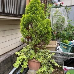 （観葉植物）ゴールドクレスト