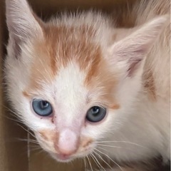 茶白の男の子🐱