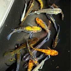 🐠桂目高『ミックスメダカ』🐠