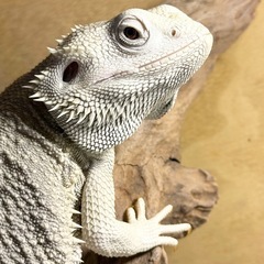 フトアゴヒゲトカゲ ハイポゼロ 2歳オス