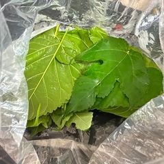 爬虫類用餌　桑の葉