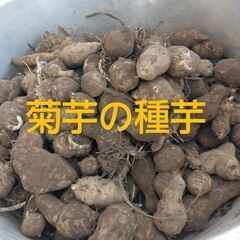 菊芋　種芋　1キロ