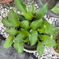 観葉植物　ギボウシ