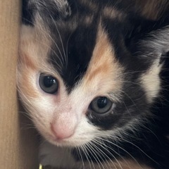 黒多めな三毛猫の女の子🐱