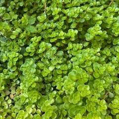 多肉植物  セダム系 丸葉万年草②