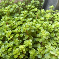 多肉植物  セダム系 丸葉万年草②の画像