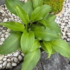 観葉植物　ギボウシ　②の画像