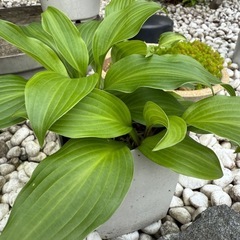 観葉植物　ギボウシ　②