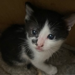 ニャンズ譲渡依頼②