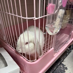 ホーランドロップ