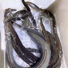 関東釣り好き 千葉県周辺 メンバー募集中🎣 - メンバー募集