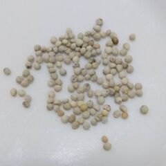 えごまの苗　２～３株植え１ポット　種はメーカー品　農薬不使用（6/2受渡し完了）の画像
