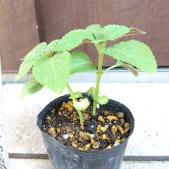 えごまの苗　２～３株植え１ポット　種はメーカー品　農薬不使用（6...