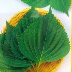 えごまの苗　２～３株植え１ポット　種はメーカー品　農薬不使用（6/2受渡し完了）の画像