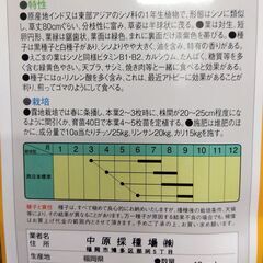 えごまの苗　２～３株植え１ポット　種はメーカー品　農薬不使用（6/2受渡し完了）の画像