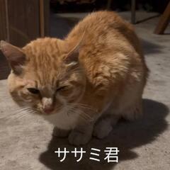 緊急募集！茶トラのササミくんです！
