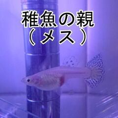 引き取り者決定しました《国産グッピー》ブルーグラス　グッピー　稚魚15匹＋ｵﾏｹの画像