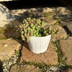 【多肉植物】もりもりセダム　