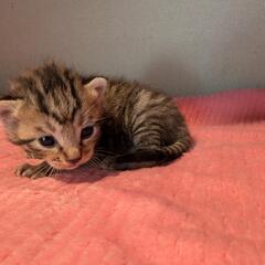 お目々が可愛いキジトラ柄子猫の里親さんを募集しています