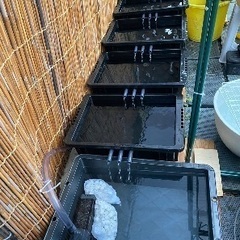 メダカや金魚や小魚の飼育に