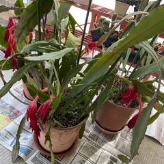 サボテン、多肉植物　計10鉢