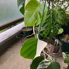 モンステラ　斑入りの画像