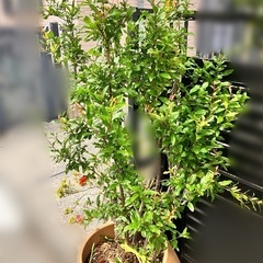 ザクロの木