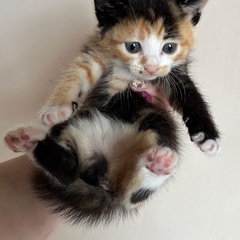 人懐っこくてかわいい三毛猫ちゃん