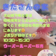 ６月１日（日）　ウーパールーパー　ウパグッズ