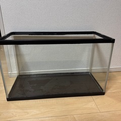 お話し合い中！　60センチ　ガラス水槽