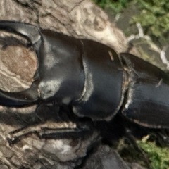 北海道産オオクワガタ♂73mmトリオ