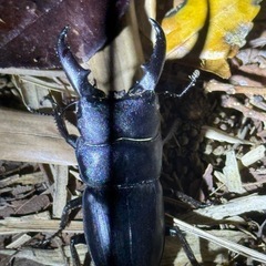 クワガタ採集同行します