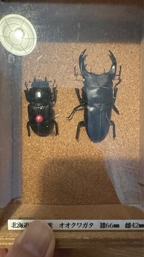 北海道産オオクワガタ♂75mmトリオ取引中
