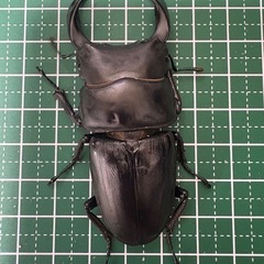 【即ブリ】オオクワガタ♂（73.8mm）