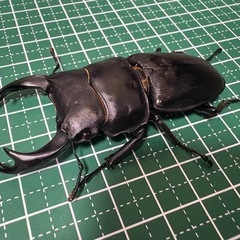 【受付終了】【即ブリ】オオクワガタ♂（73.8mm）の画像