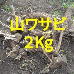 山ワサビ　2キロ