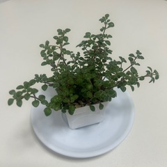 多肉植物　ブロウメアナ