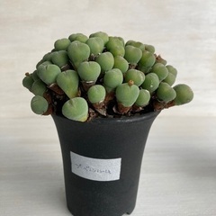 多肉植物　コノフィツム　プベルルム