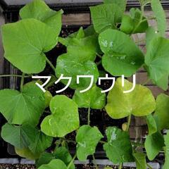 マクワウリ（縞旨瓜）の苗2本