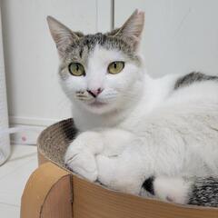 推定年齢1歳の甘えん坊な女の子です。
