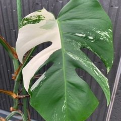 斑入りモンステラ　1鉢②の画像