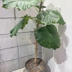 観葉植物・ウンベラータ［105センチ］