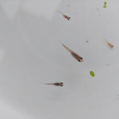 メダカ、めだか、三色メダカの画像
