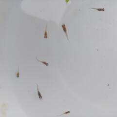 メダカ、めだか、三色メダカの画像