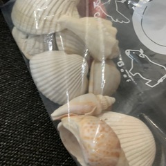 貝殻