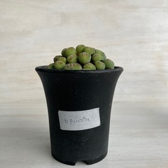 多肉植物　コノフィツム　カテルブム