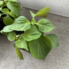 青じそ　苗